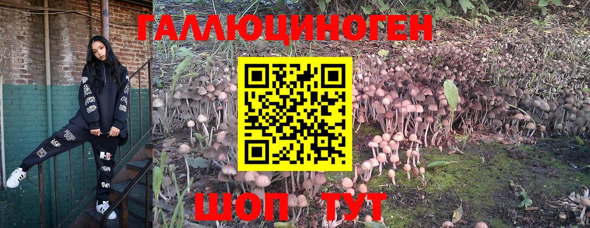 Псилоцибиновые грибы Psilocybine cubensis Сосновоборск